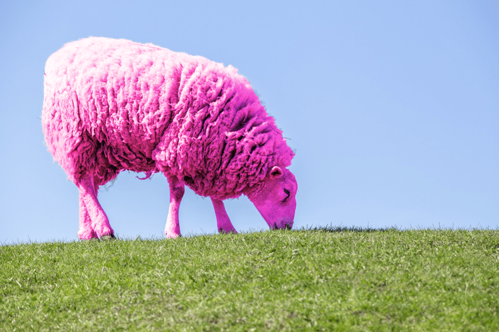 Mouton rose fluo broutant dans l'herbe - création Graph'LN